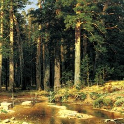 River along the forest